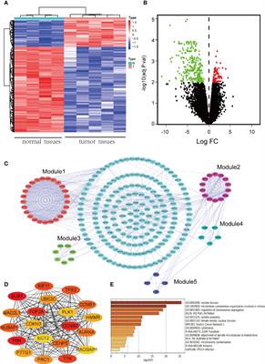 PBK/TOPK Inhibitor Suppresses the Progression of Prolactinomas